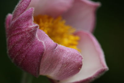 Close-up of pink flower