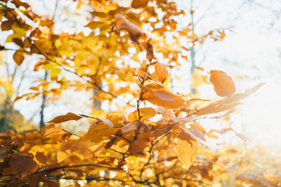 Low angle view of autumnal tree against sky