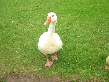 High angle view of swan on field