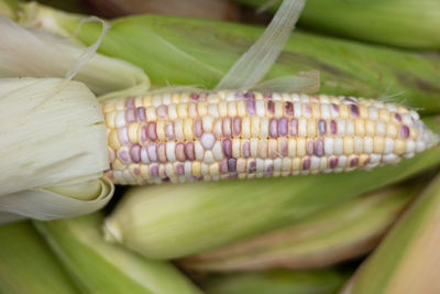Close-up of corn