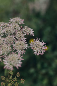 Close-up of pink flowering plant in park