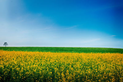 Scenic view of field against clear blue sky