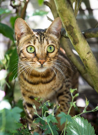 Close up portrait of a striped bengal cat with large green eyes stalking its prey in undergrowth