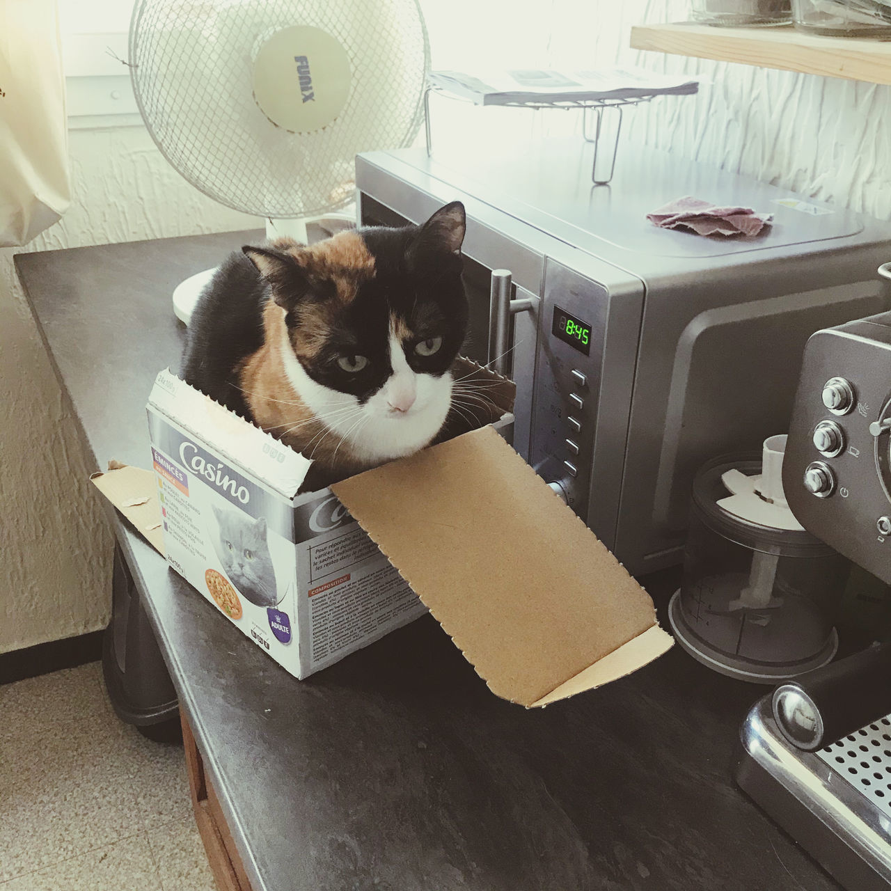 HIGH ANGLE VIEW OF CAT LYING DOWN ON PAPER