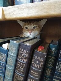Portrait of cat on book
