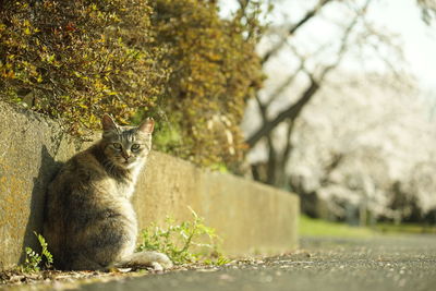 Cat living in nagahama-jo castle park at cherry blossom season