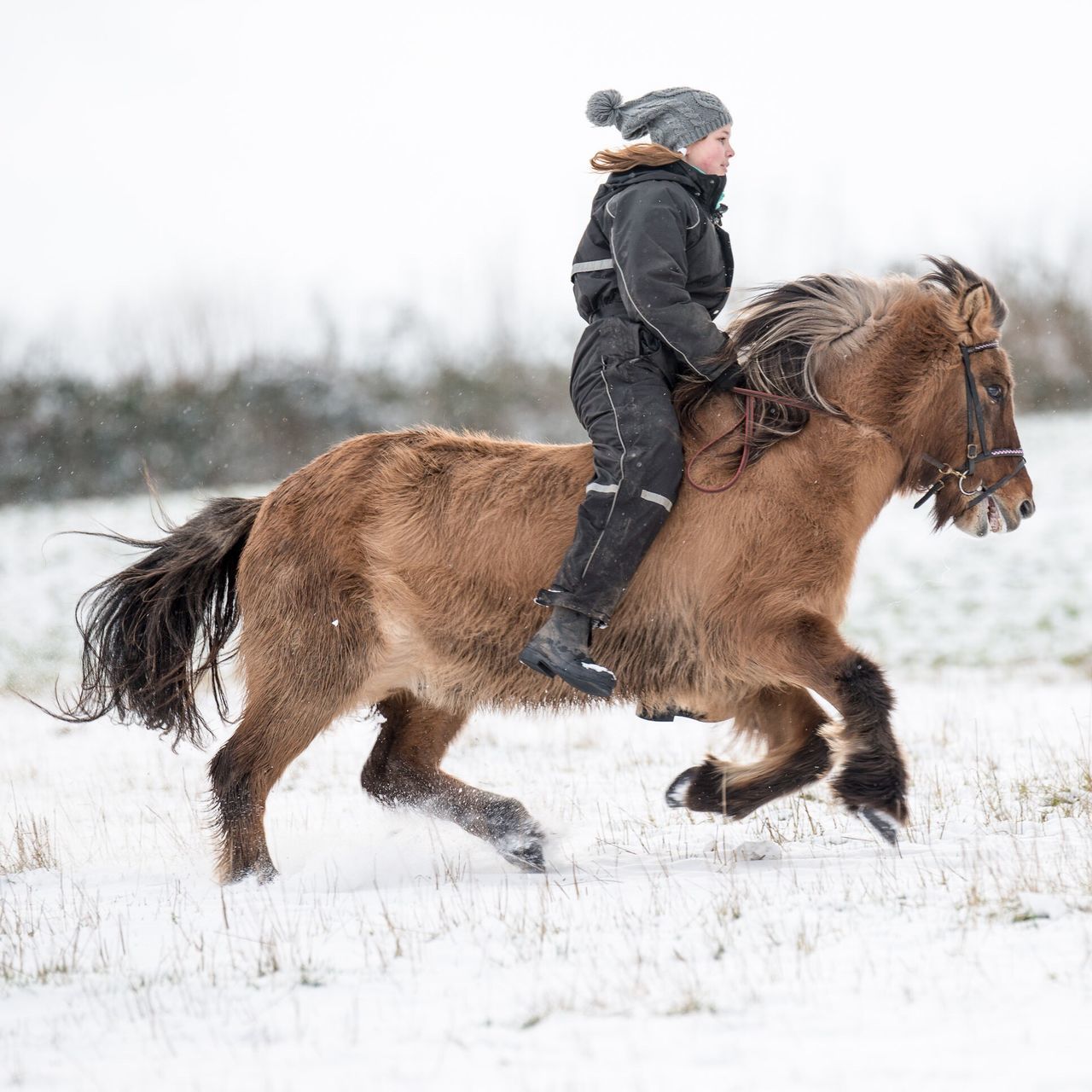 animal themes, mammal, one animal, domestic animals, full length, standing, focus on foreground, pets, field, winter, side view, dog, cold temperature, snow, two animals, pet collar, walking, day, brown, looking away