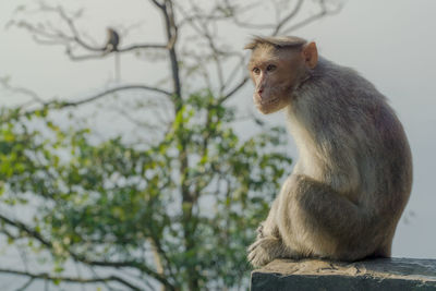 Monkey sitting on tree against plants