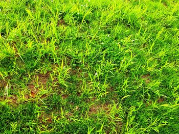 Full frame shot of green grass