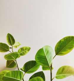 Close-up of green leaves against white background