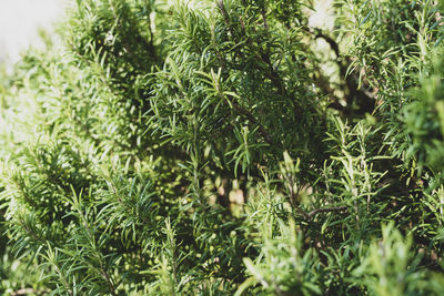 Close-up of plants growing on field