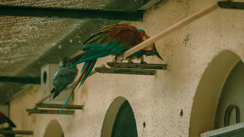 Low angle view of bird perching on building