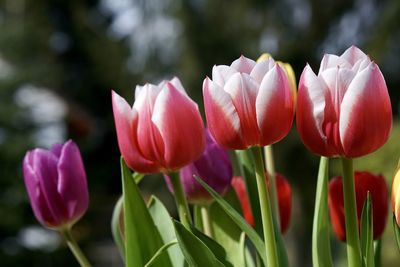 Close-up of pink tulips