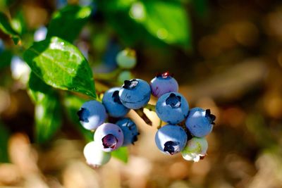 Close-up of berries