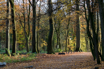 Trees in forest during autumn