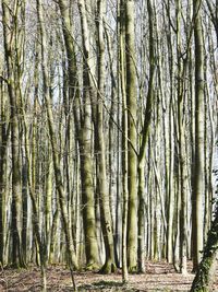 View of trees in forest