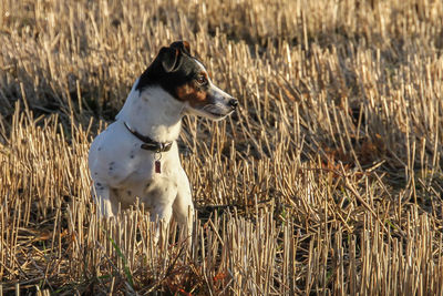 Dog on field