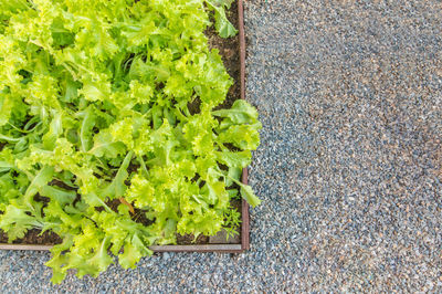 Close-up of fresh vegetables