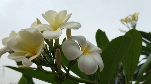 Close-up of white flowering plant against sky