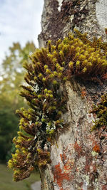 Close-up of tree against sky