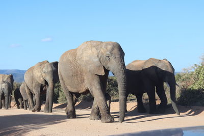 View of elephant on land against clear sky
