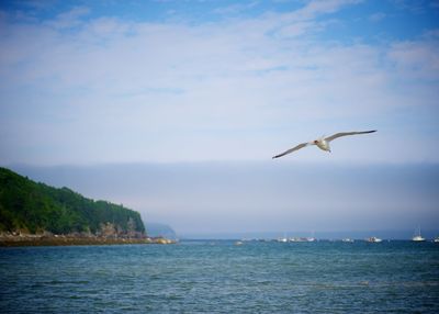 Seagull flying over sea against sky