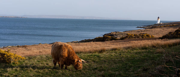 Highland cattle grazing on grassy field against sea