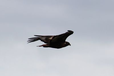 Low angle view of a bird flying