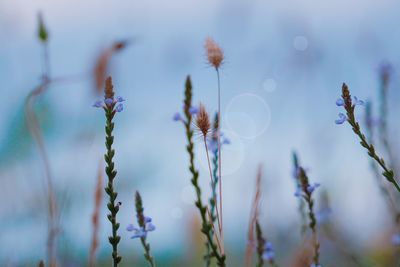 Close-up of plants against blurred background