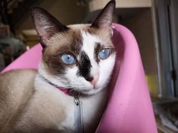 Close-up portrait of a cat