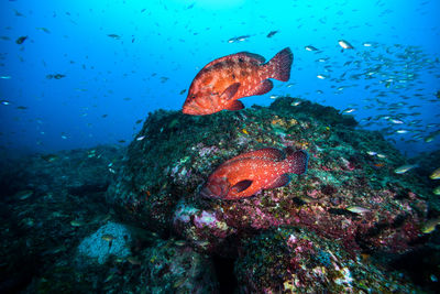 Close-up of fish swimming in sea