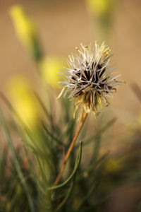 Close-up of dandelion