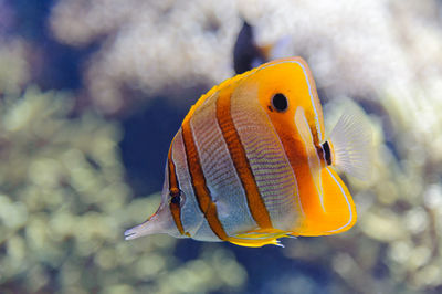 Close-up of fish swimming in sea