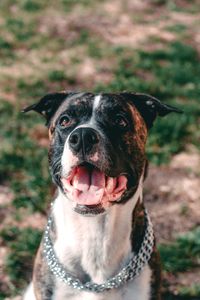 Close-up portrait of a dog