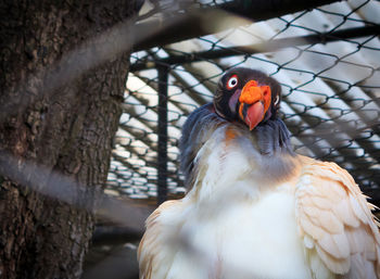 Close-up of bird perching in cage