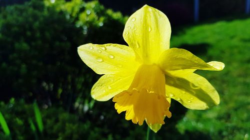 Close-up of raindrops on yellow flower