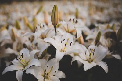 Close-up of flowers blooming outdoors