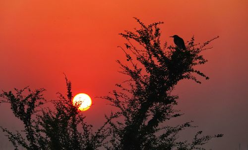 Low angle view of silhouette tree against orange sky