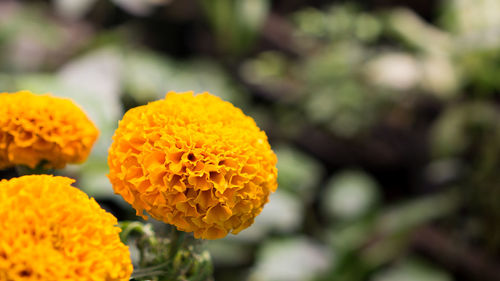 Close-up of yellow flowers blooming outdoors