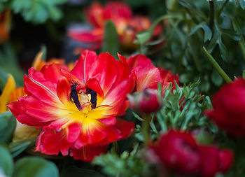 Close-up of bee on red flower