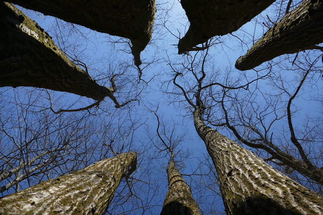 LOW ANGLE VIEW OF BARE TREES AGAINST CLEAR SKY