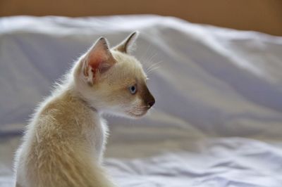 Close-up of white kitten on bed
