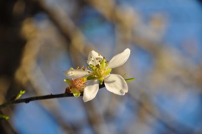 Close-up of almond blossoms