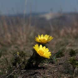 Close-up of yellow flowering plant on field