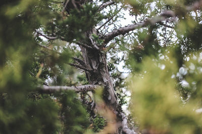 Low angle view of tree in forest