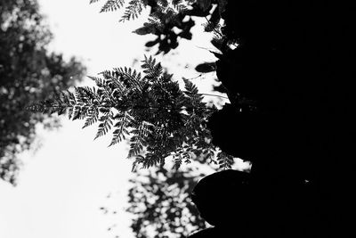 Low angle view of silhouette tree against sky