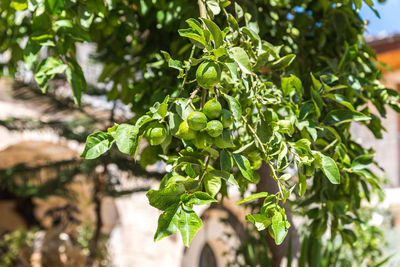 Close-up of fresh green plant