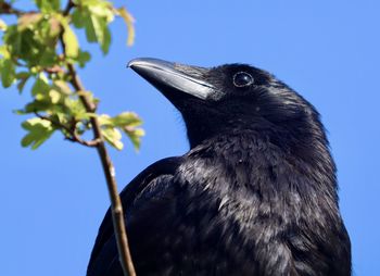 Close-up of a bird against the sky