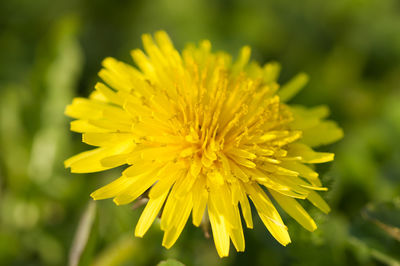 Close-up of yellow flower