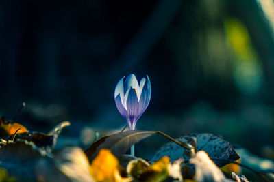 Close-up of purple flower growing on land